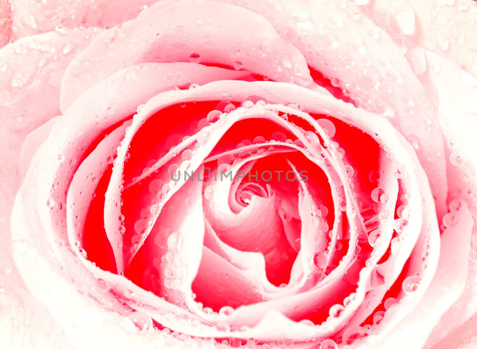 macro of white rose with water drops