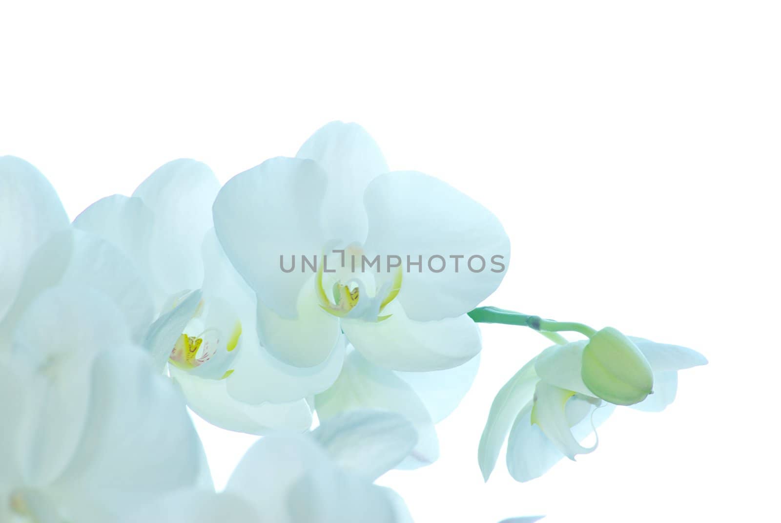 White orchid isolated on white background