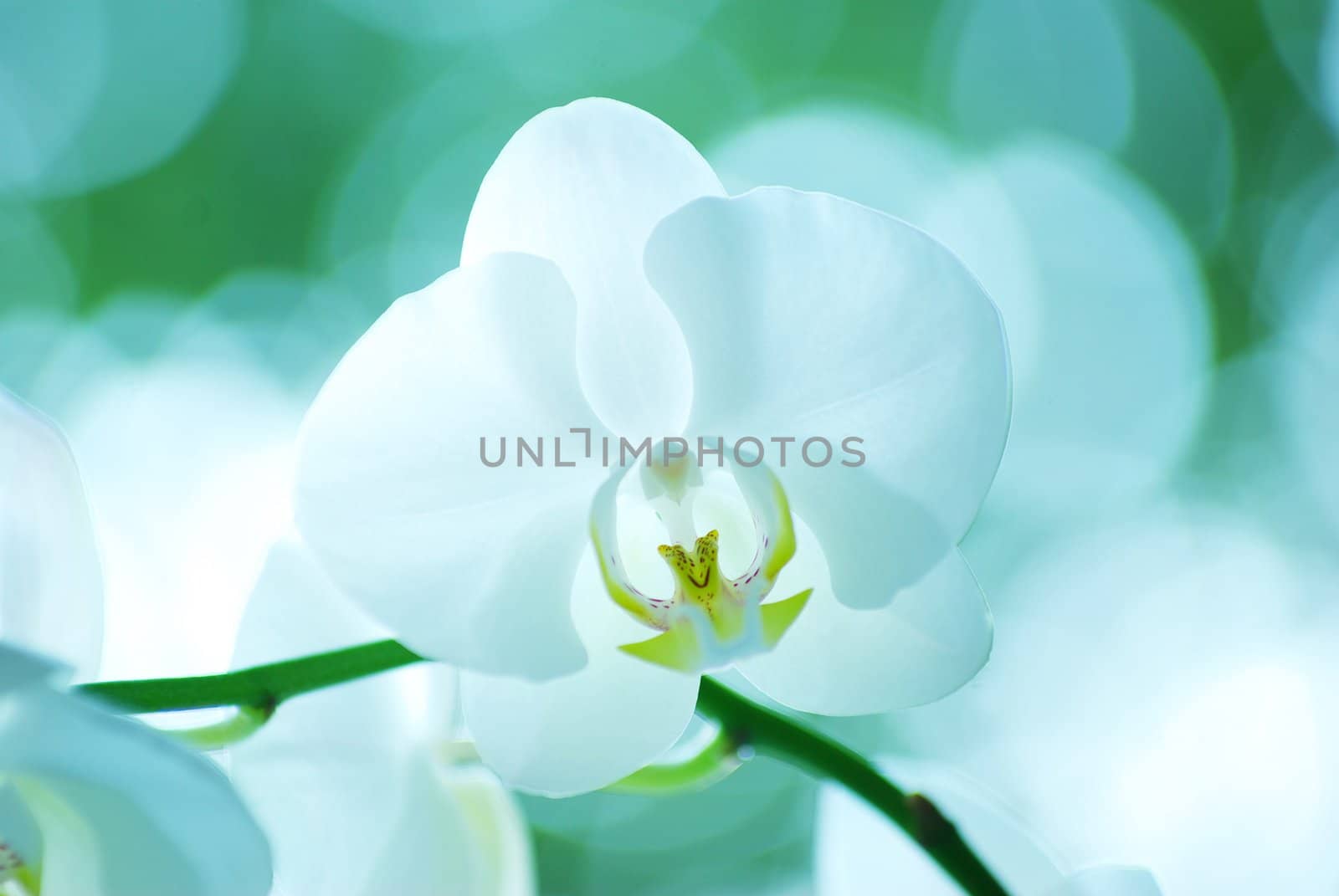 White orchid isolated on green background