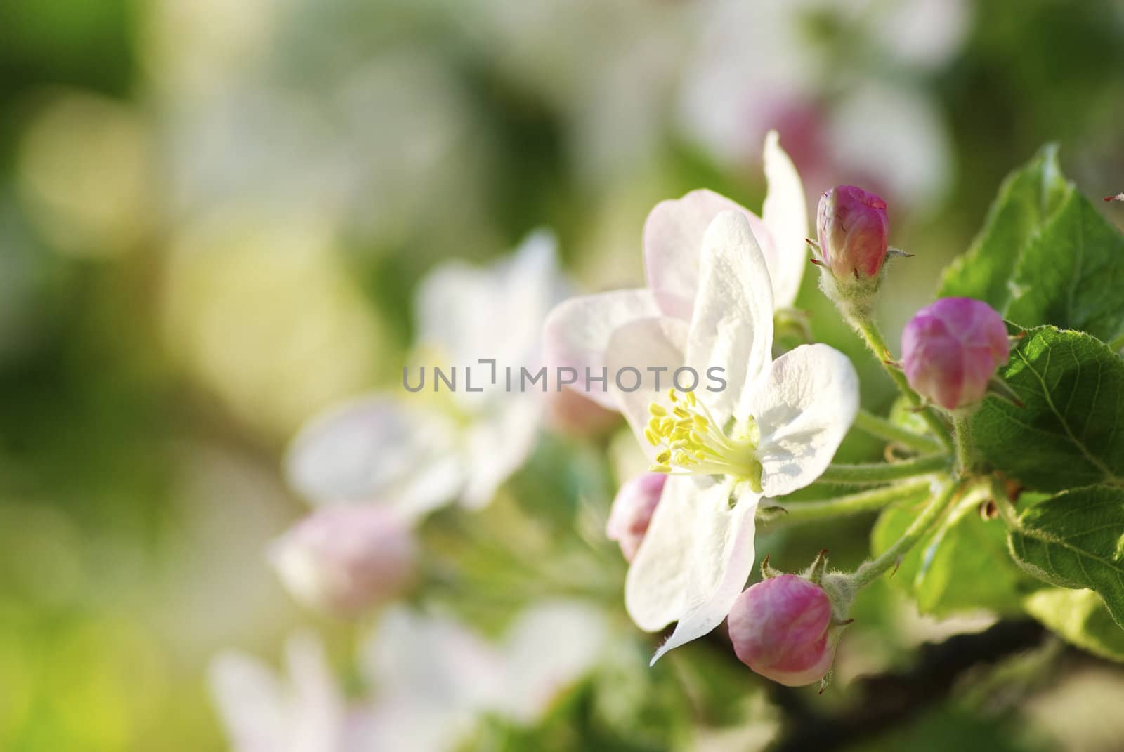  Close up of the cherry blossoms  