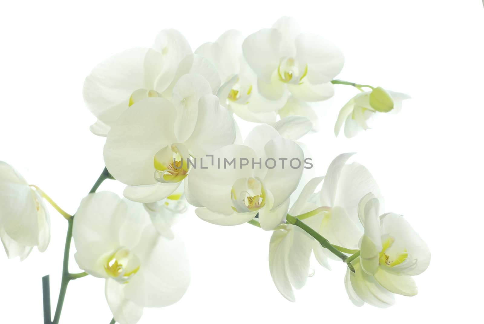 White orchid isolated on white background