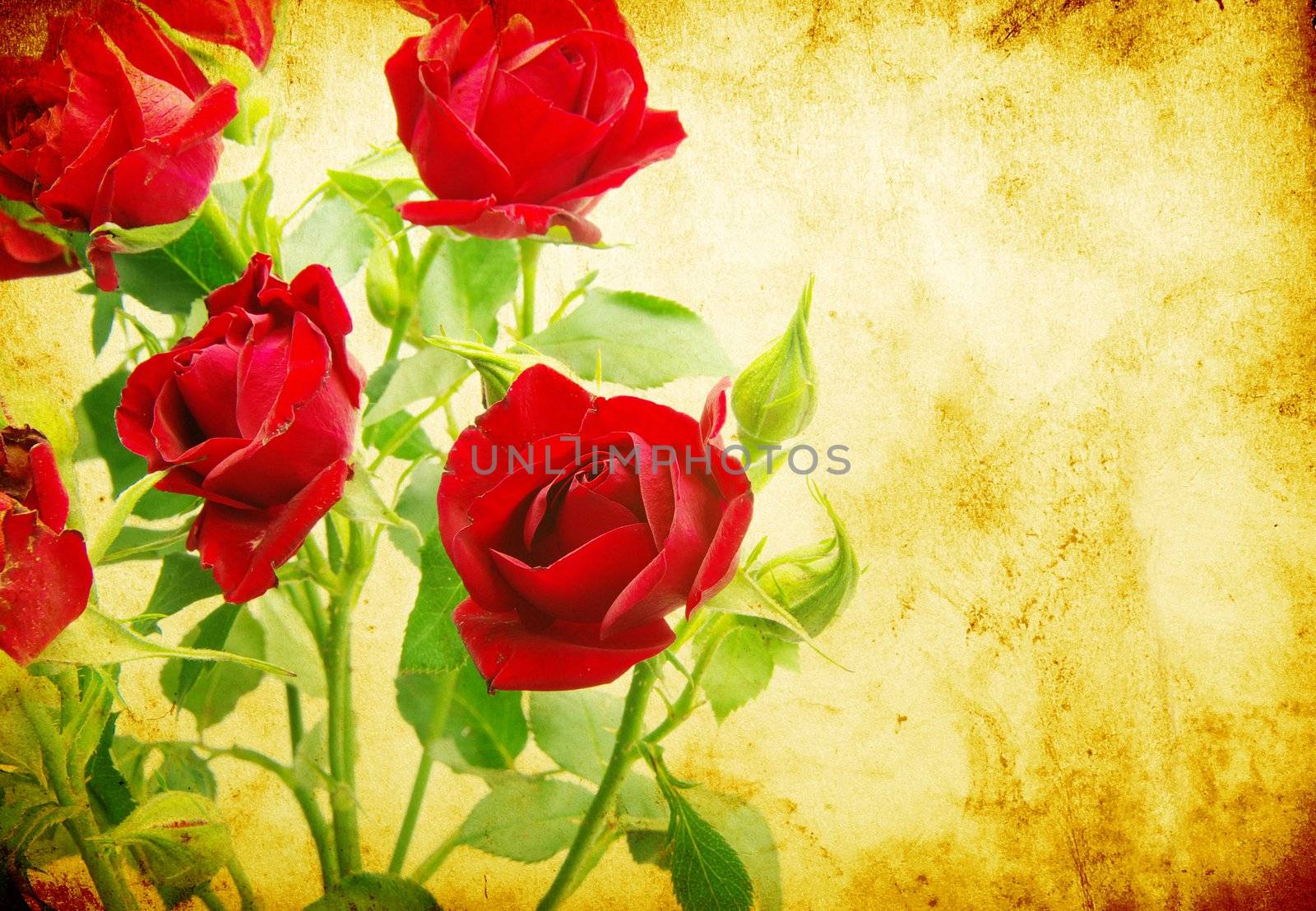 Close-up shot of a red roses