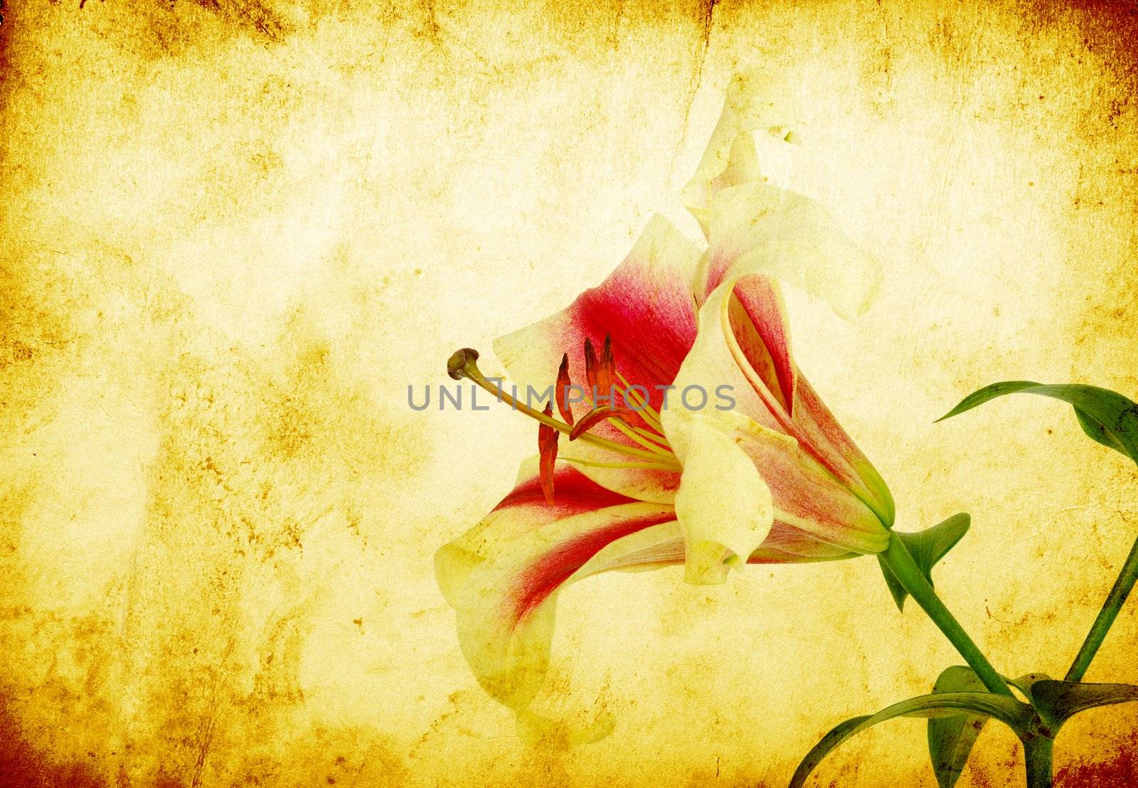 pink lily flower isolated on grunge background