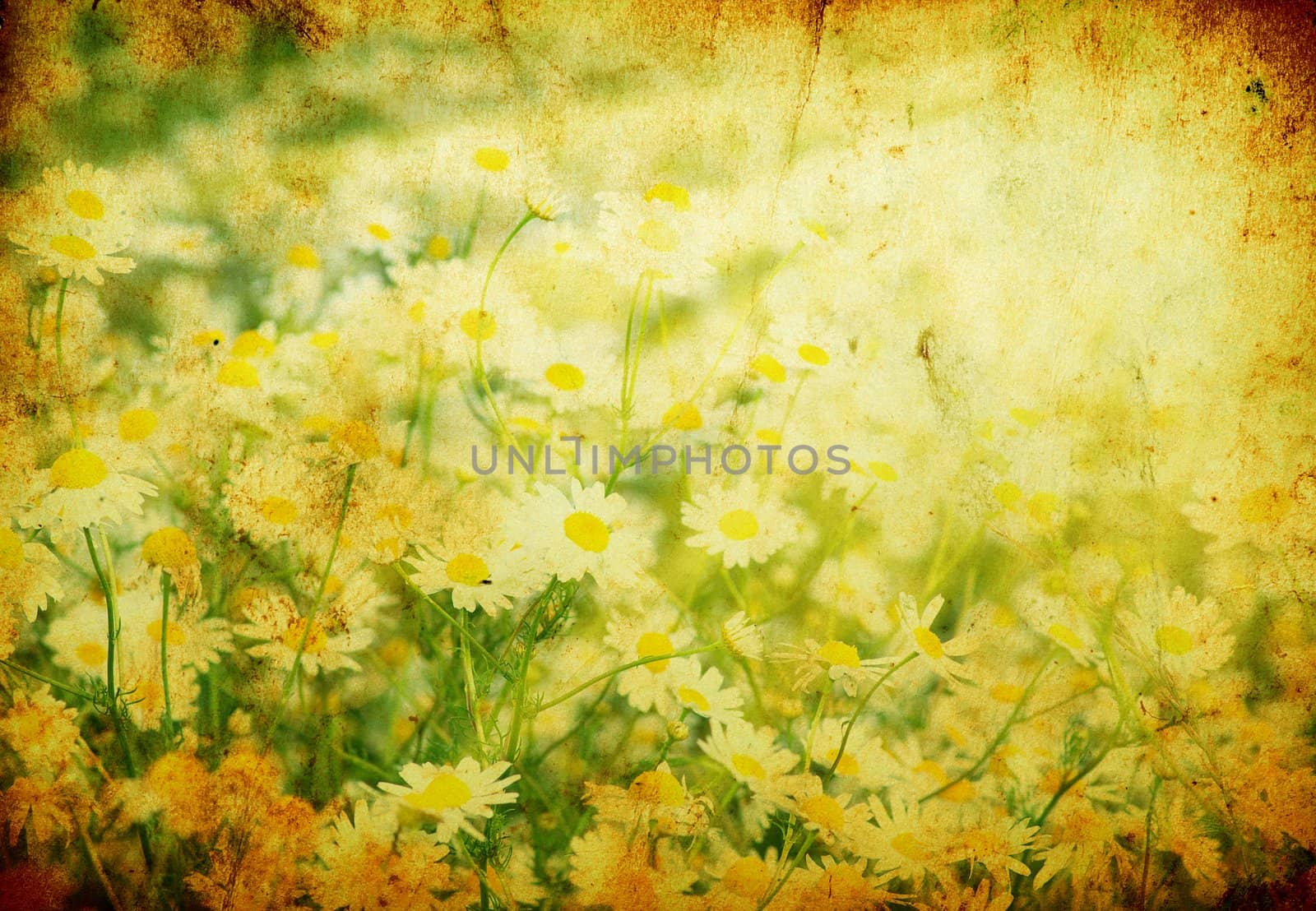 Summer field with a lot of camomiles