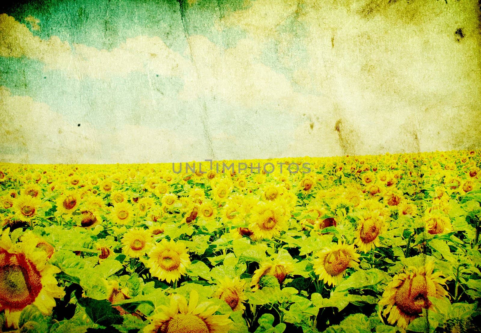sunflower field over cloudy blue sky