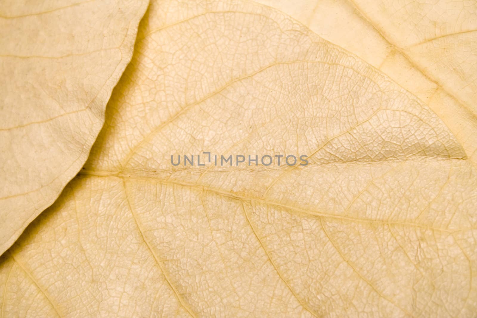 Dry leaves texture.