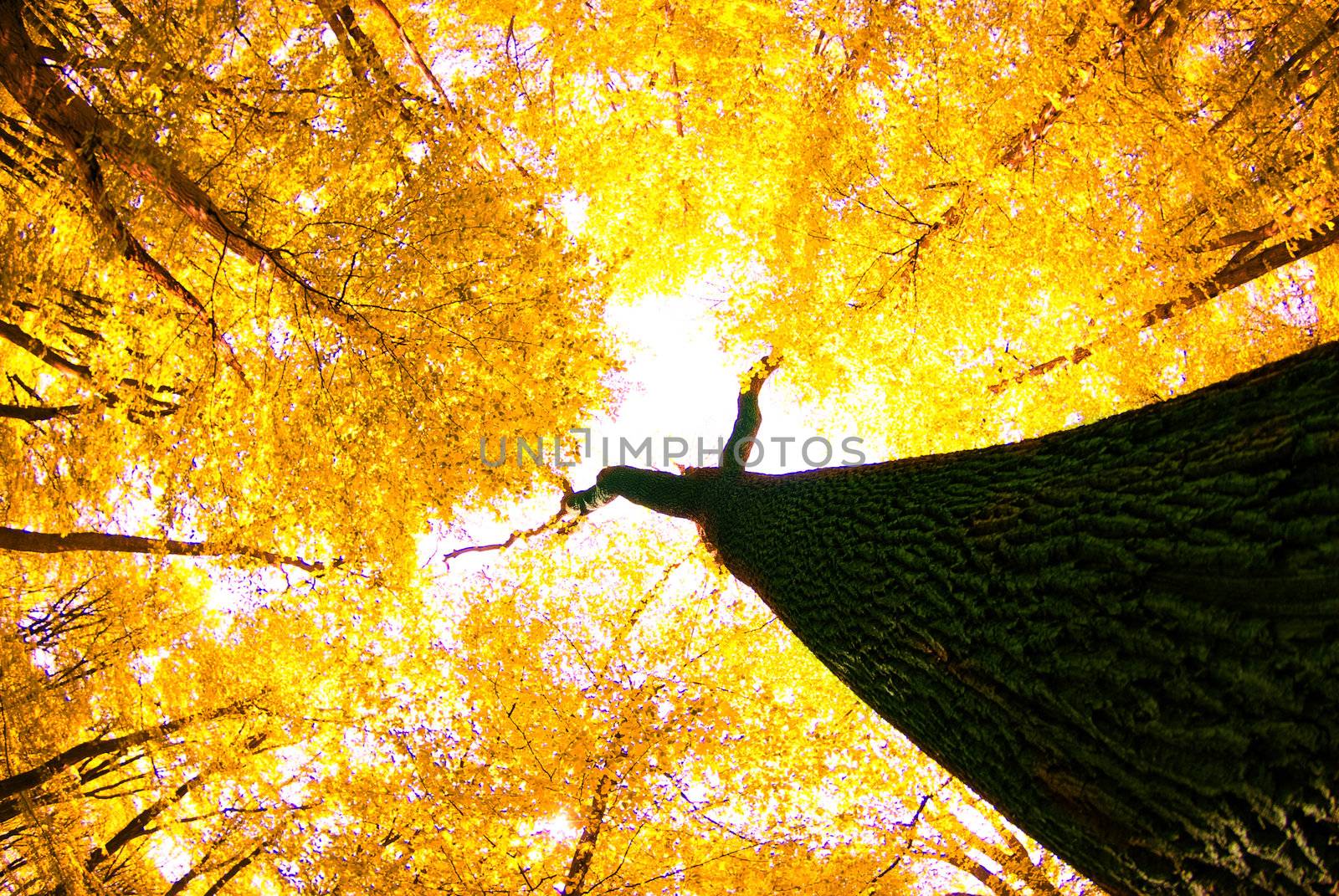 autumn leaves background in a sunny day  