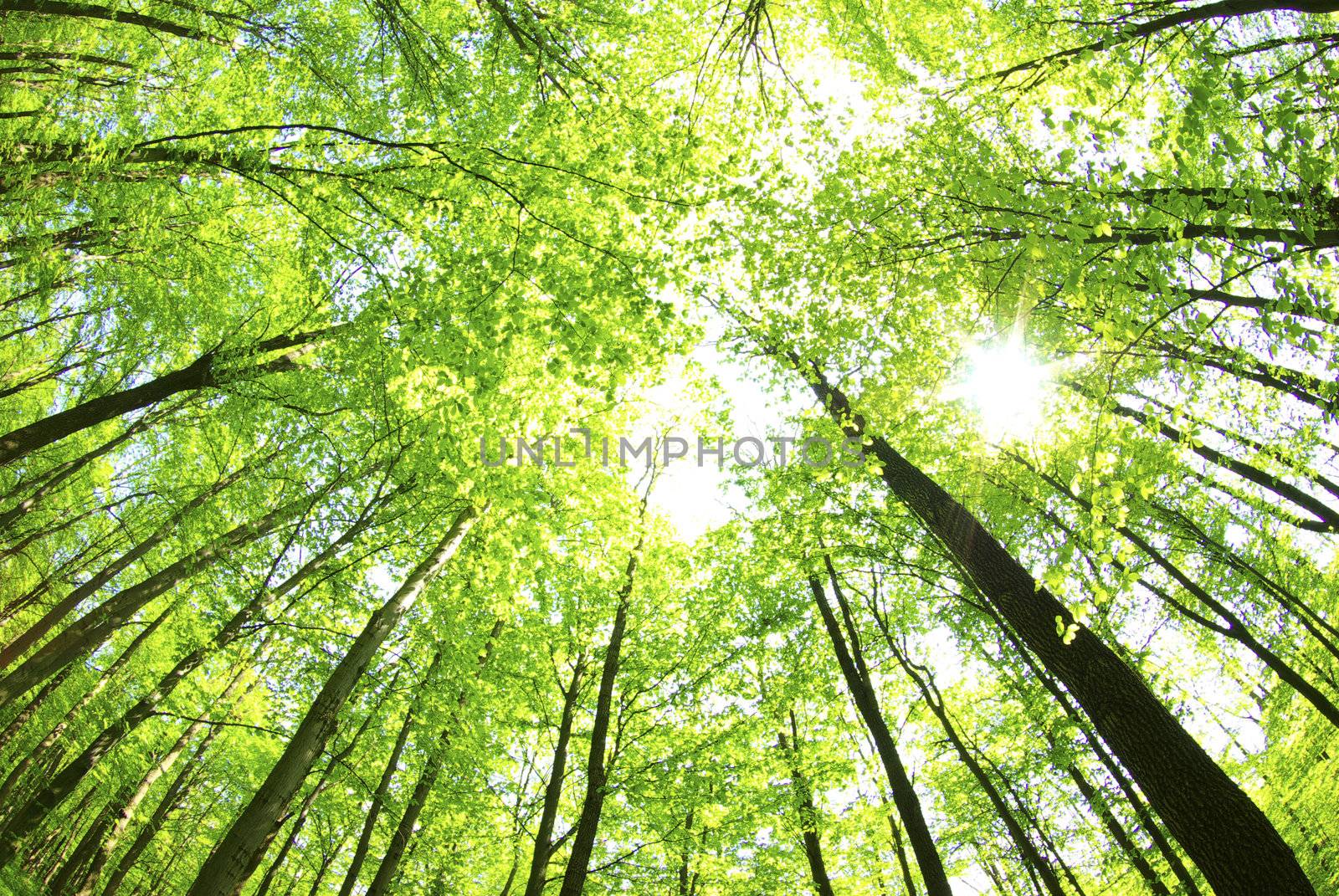 green forest  background in a sunny day