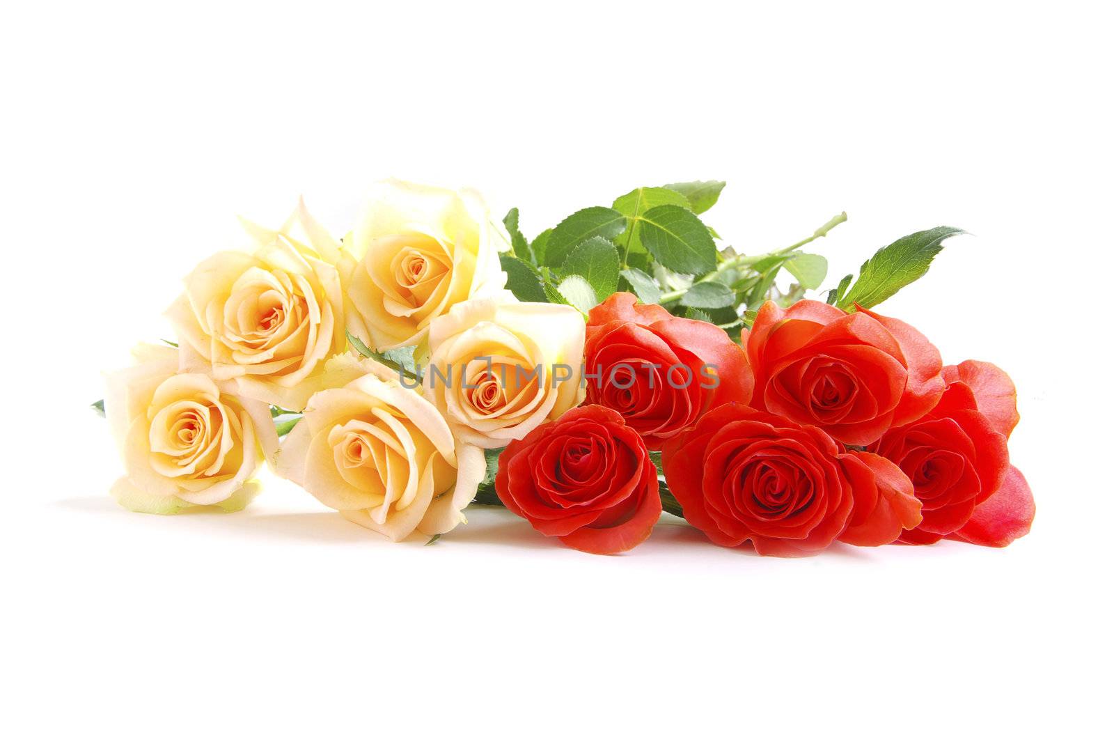 red rose isolated on a white background
