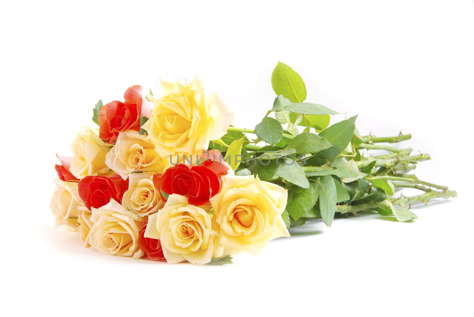 red rose isolated on a white background