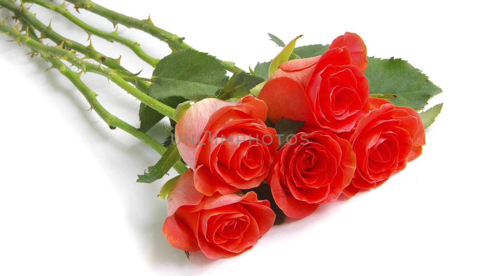 red rose isolated on a white background