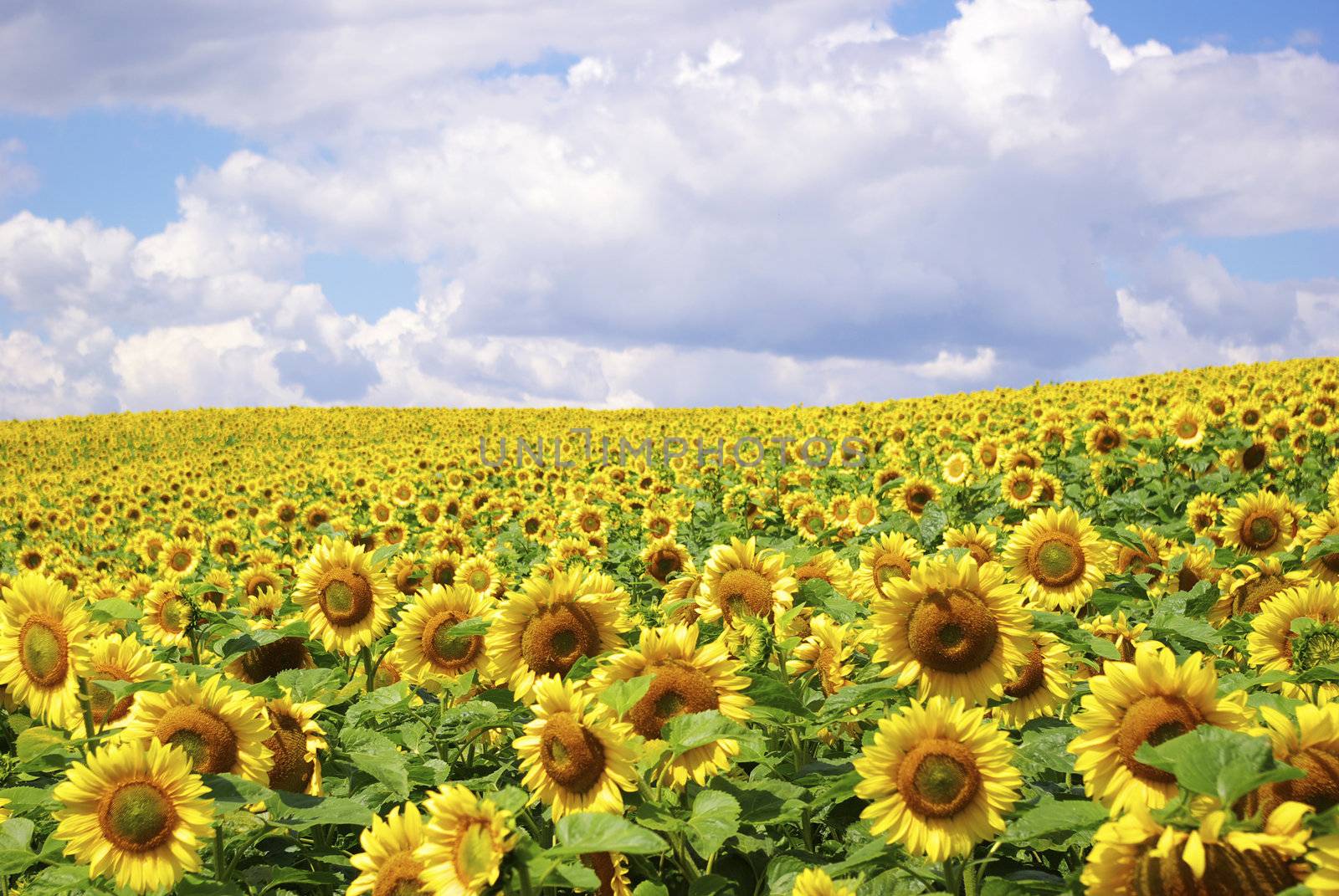 sunflower field over cloudy blue sky