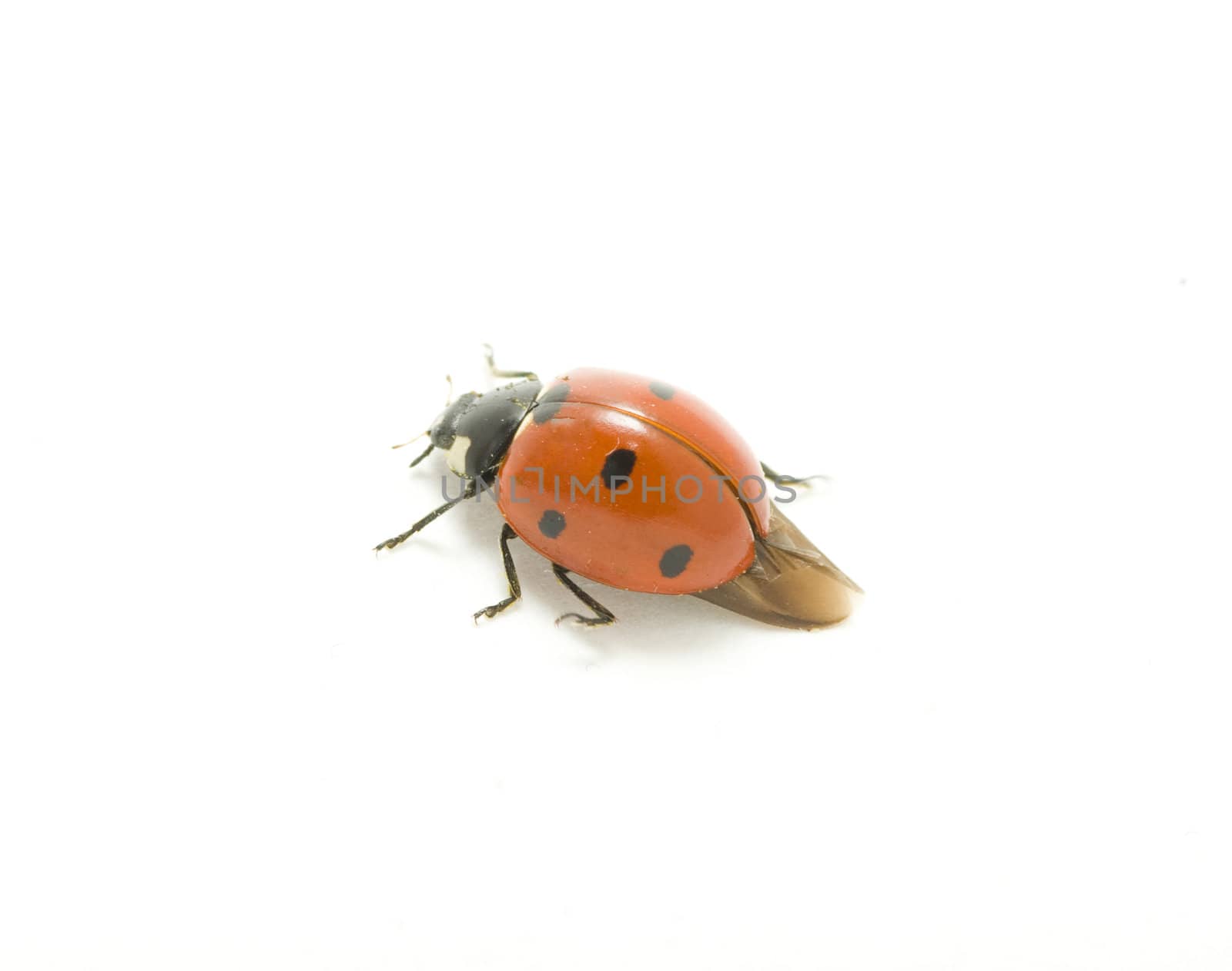 red ladybug isolated on white