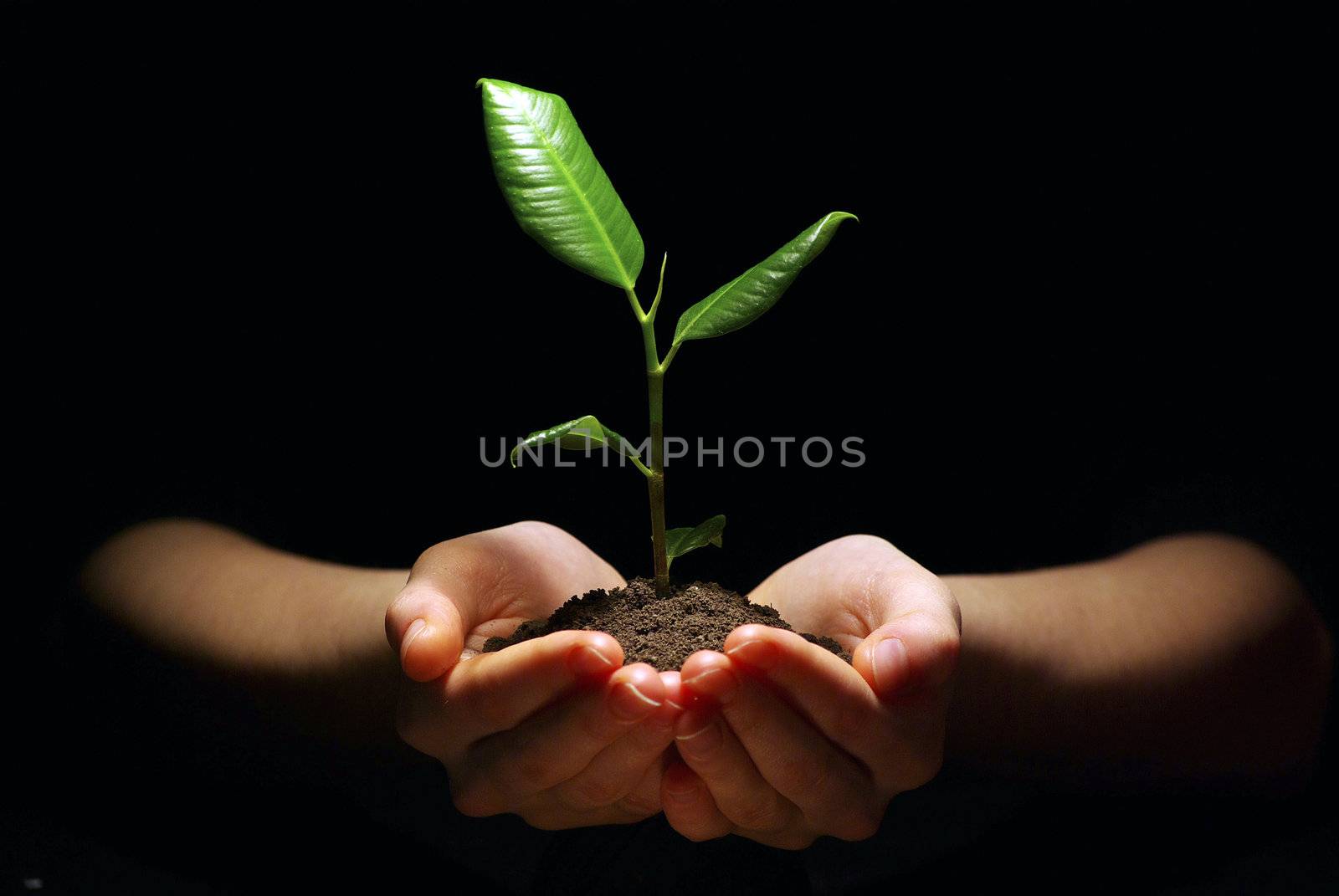 Hands holding sapling in soil on black