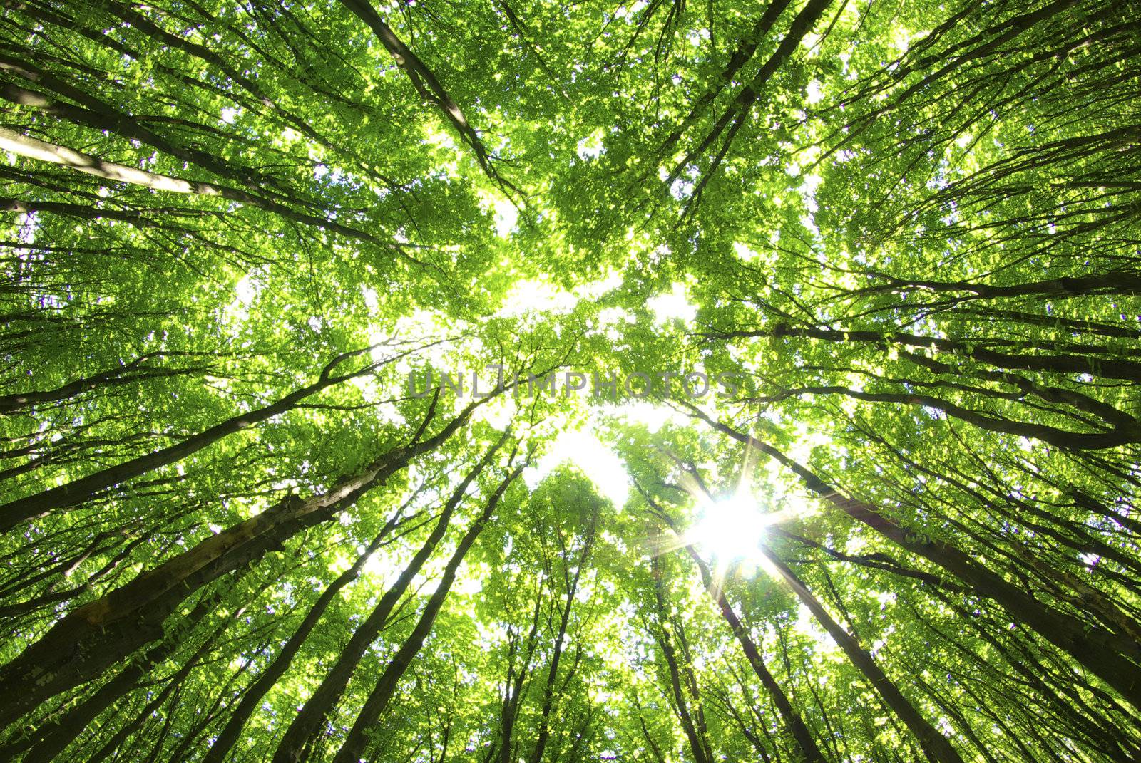 green trees background in sunny day