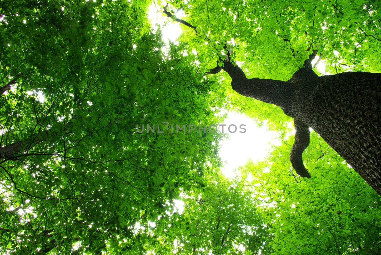 green leaves background in sunny day