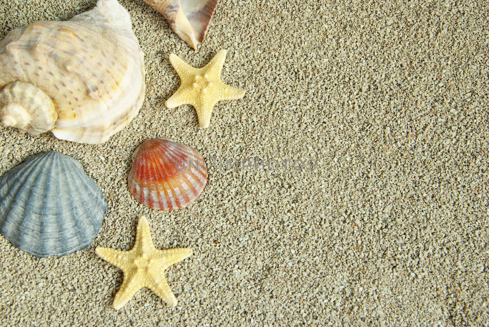 starfish and shells on the beach