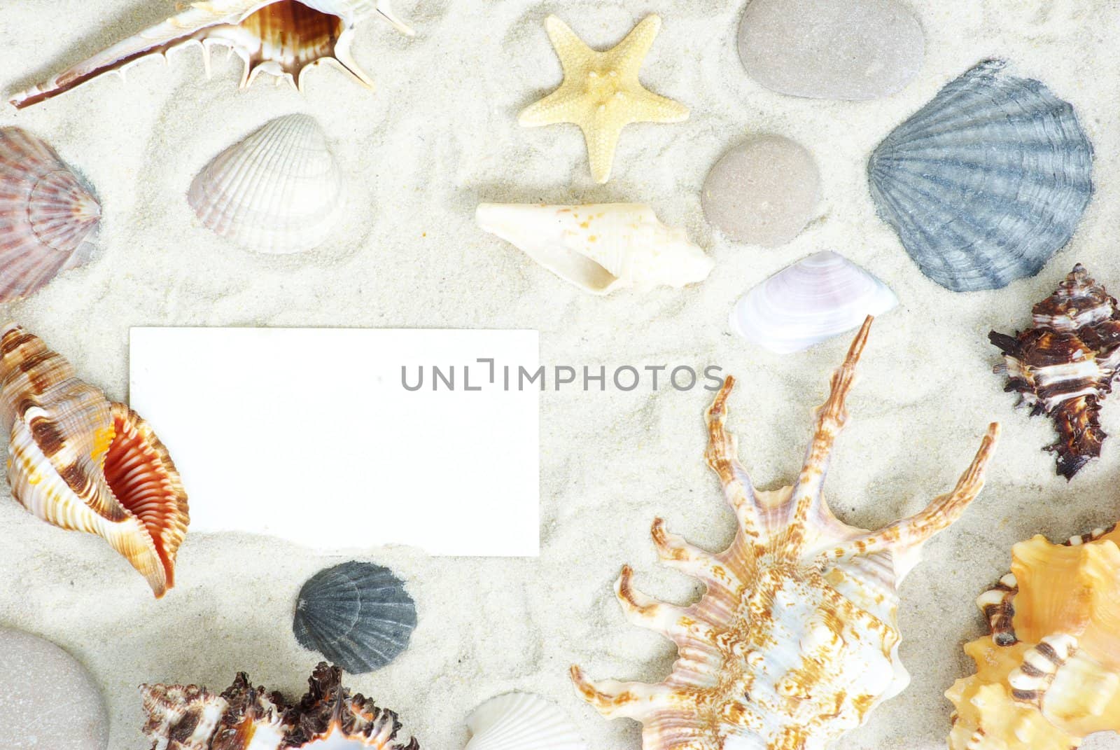 sea stars and shells an blank postcard on sands