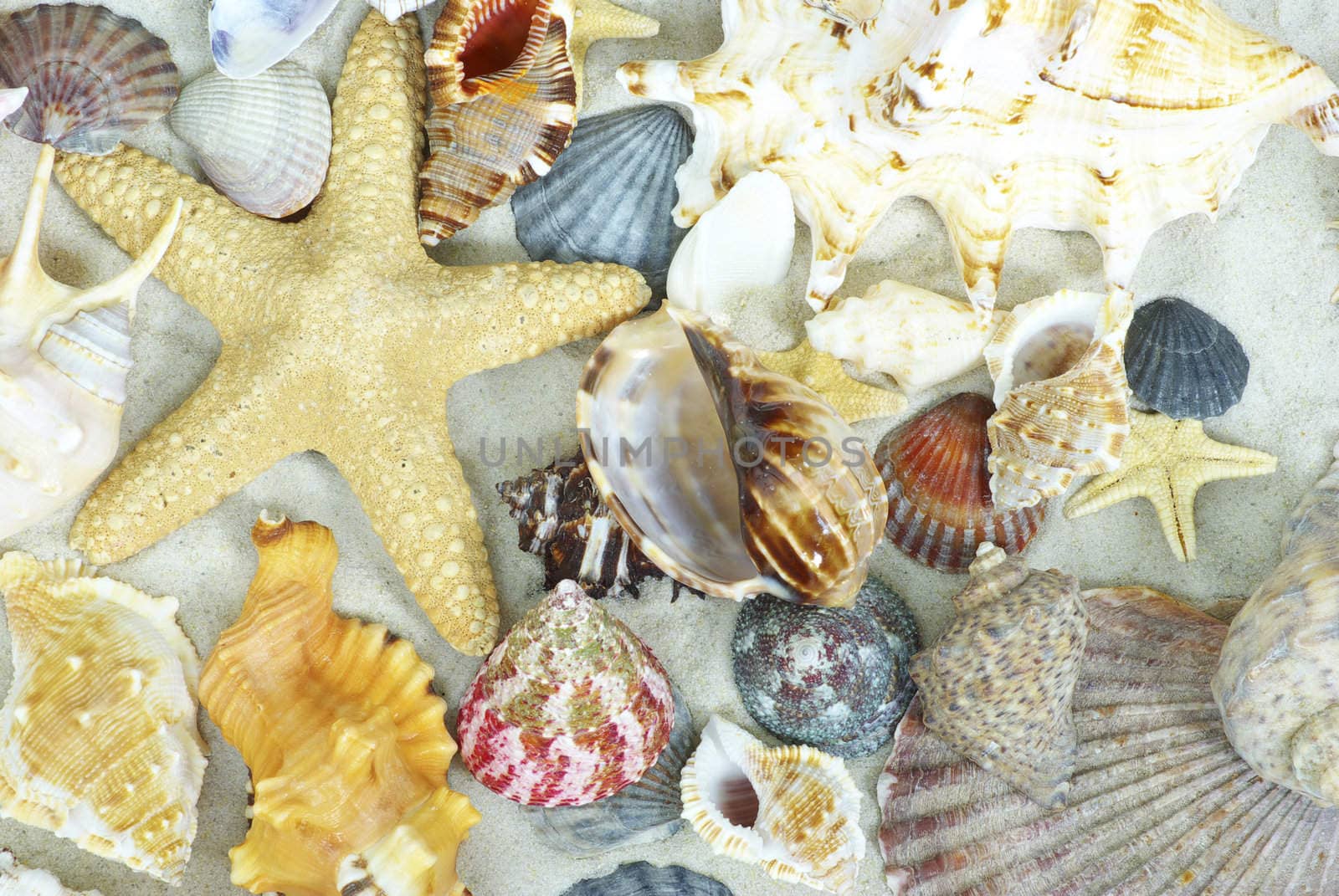 starfish and shells on the beach  sand