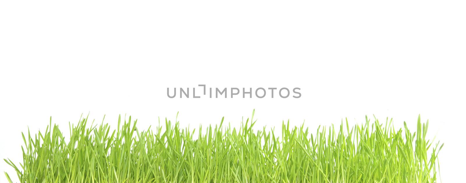 Green lawn isolated on white background