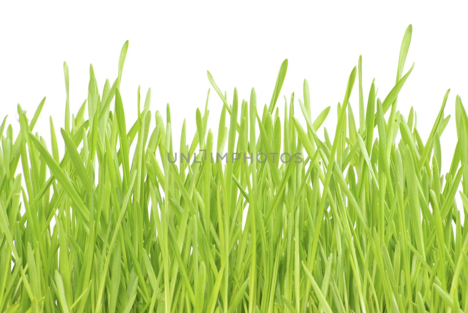 Green lawn isolated on white background