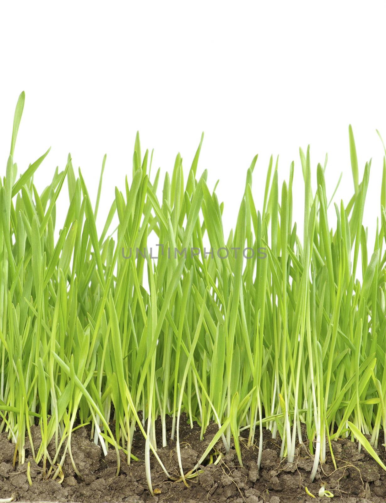 Green lawn isolated on white background