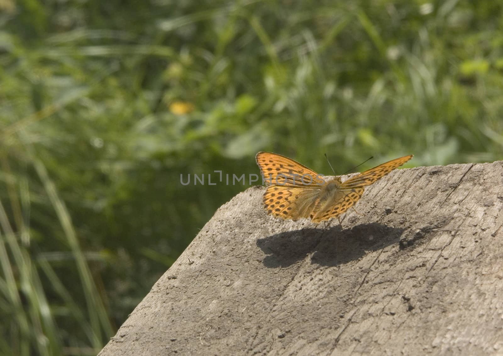 Rise of the butterfly from a wooden board in a sunny day
