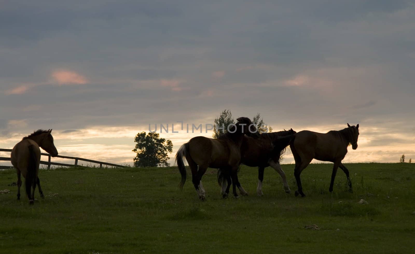 horses at sunset by amaxim