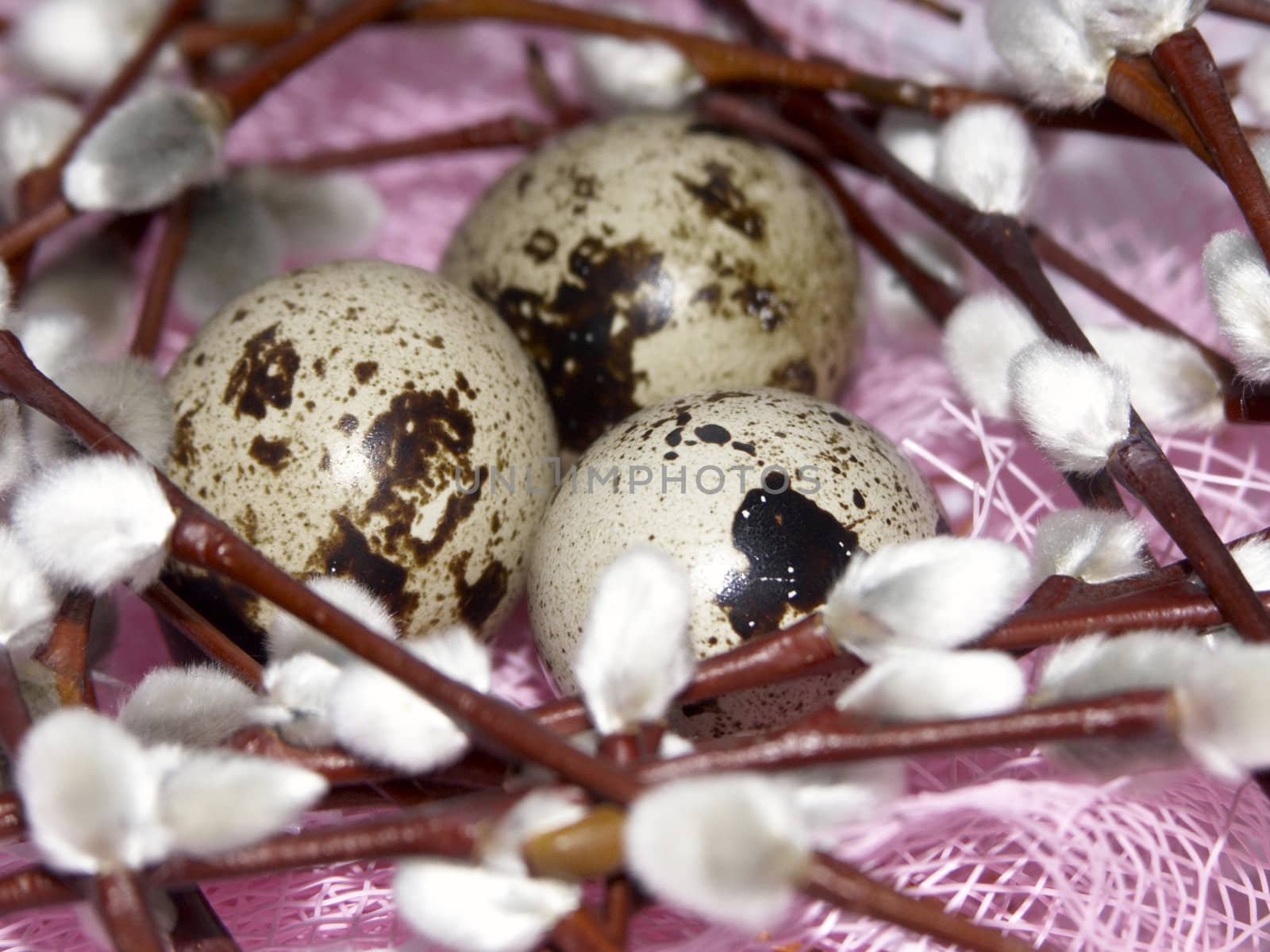 The image of eggs of a female quail and branches of a willow on a pink background