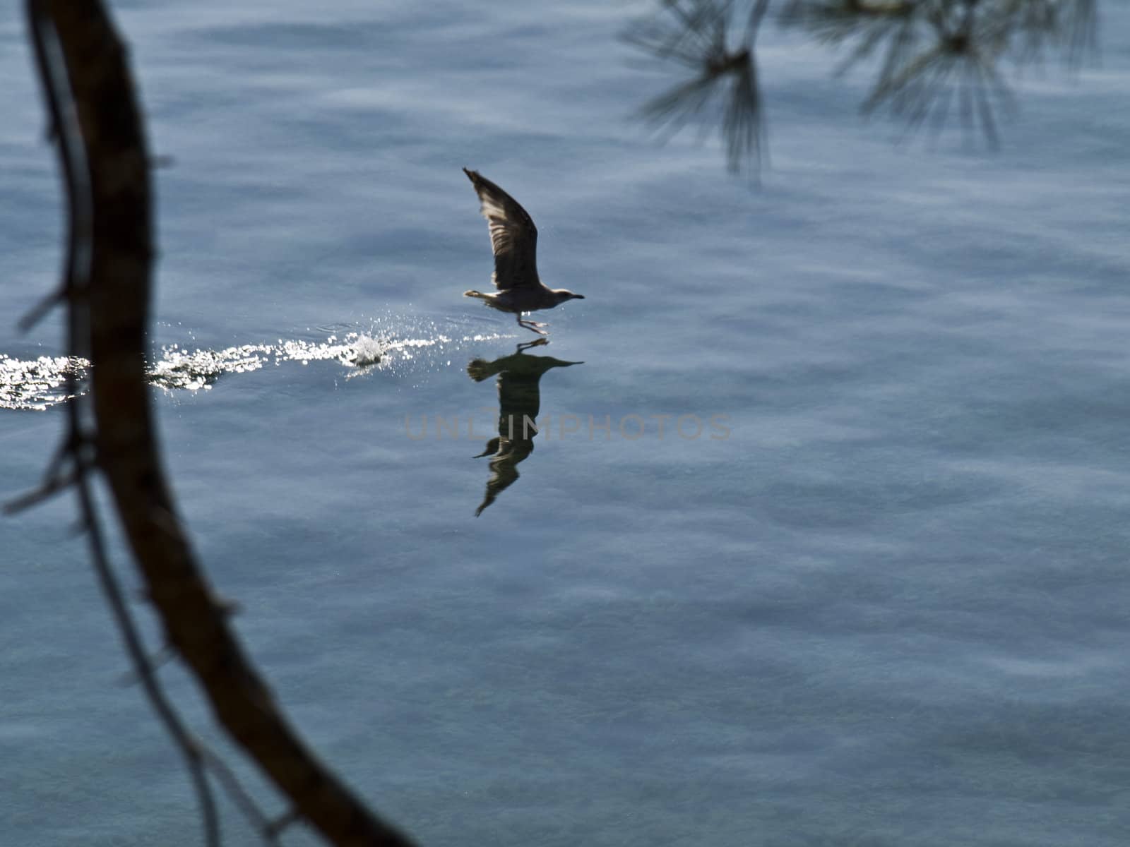 A seagull flying down into the sea