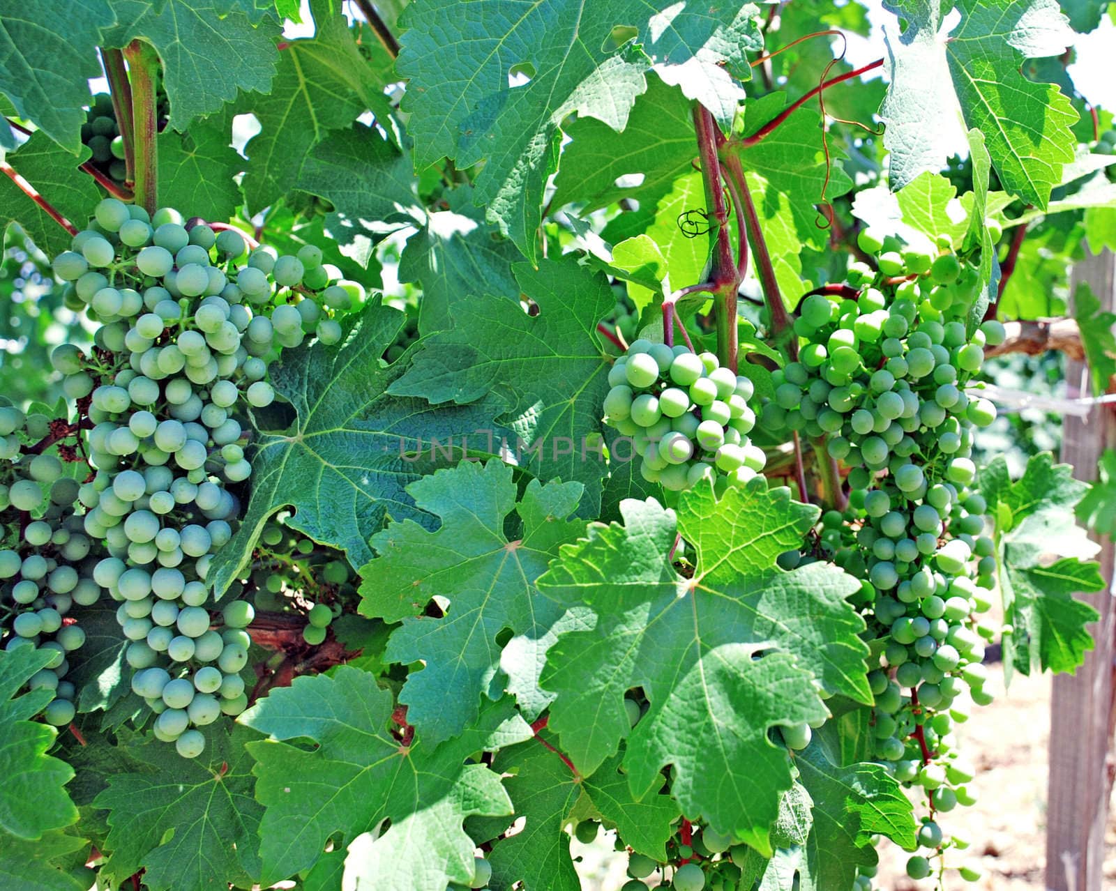 green vine leaves and growing grapes background