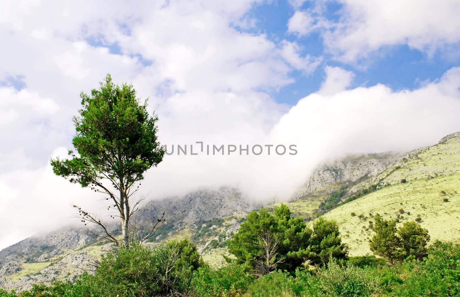 Mountain fog and single tree by simply