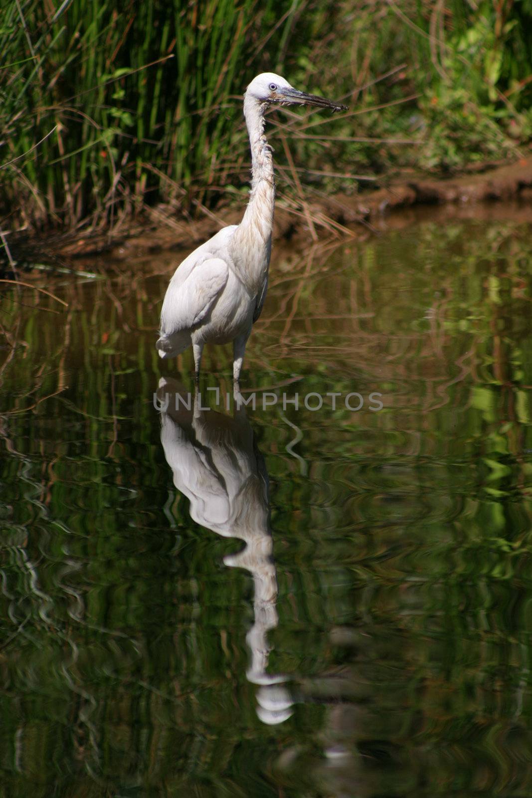 beautiful heron in the nature