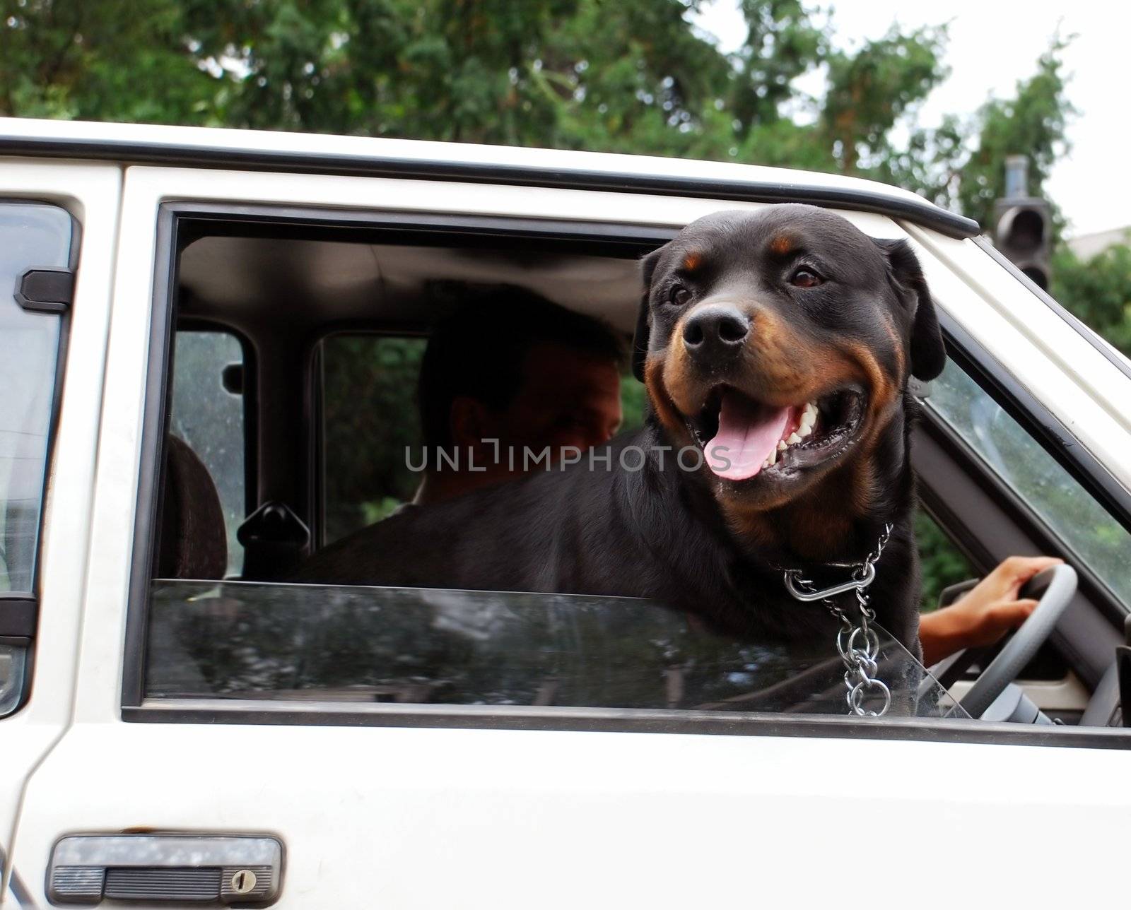 Dog looking through car window by simply