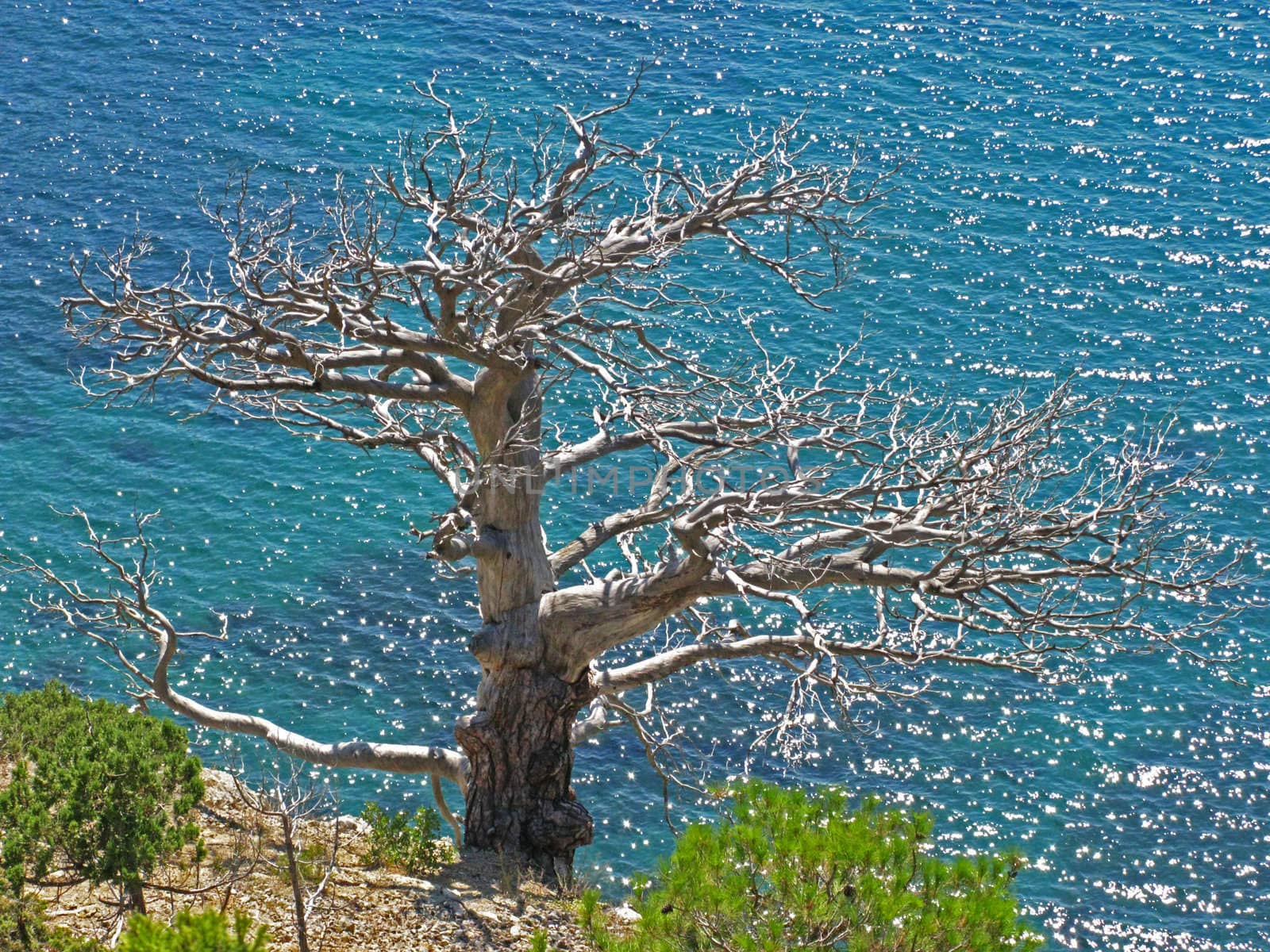 Tree without leaves on the beach of the summer sea