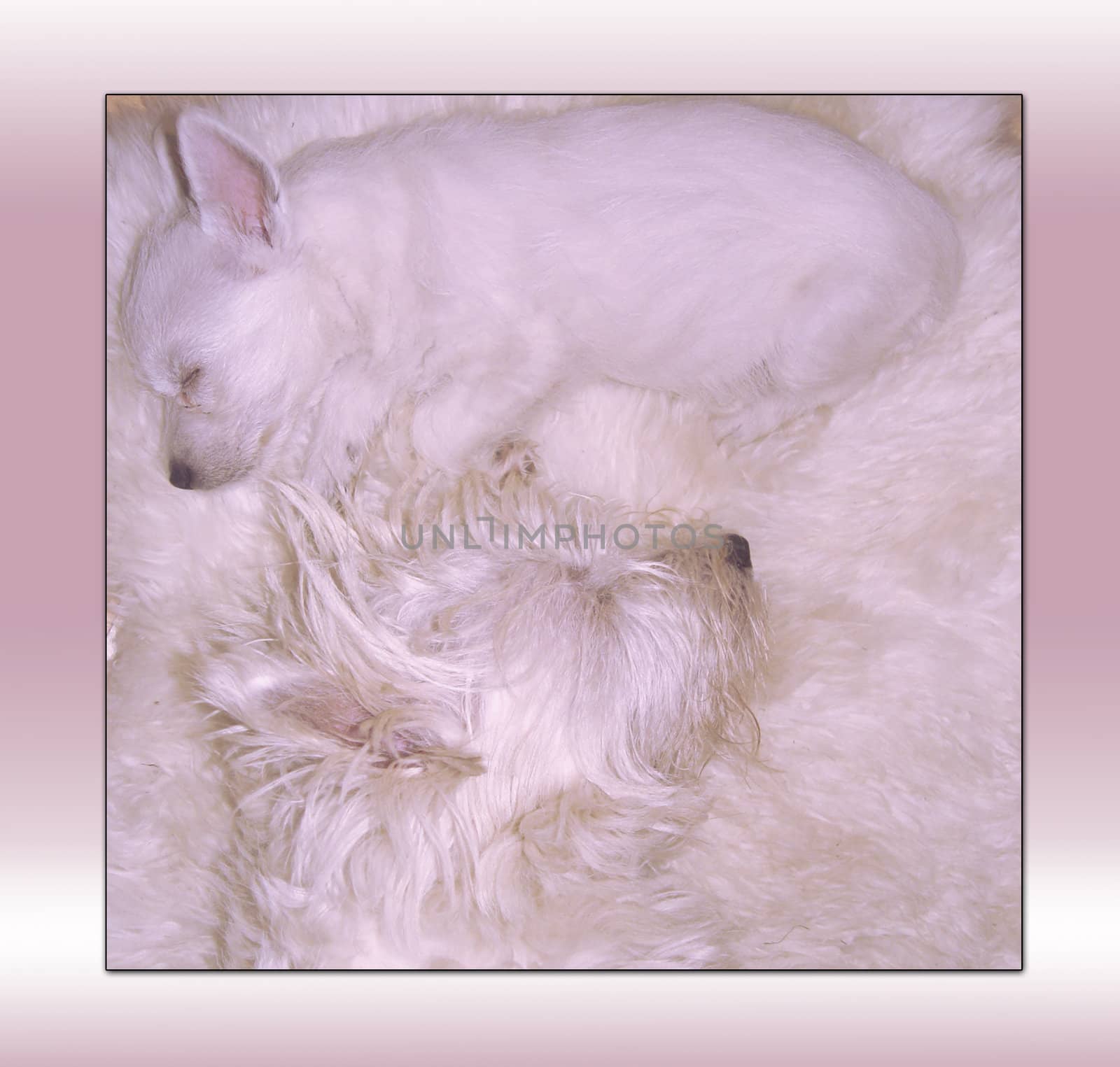 Two white dogs sleeping