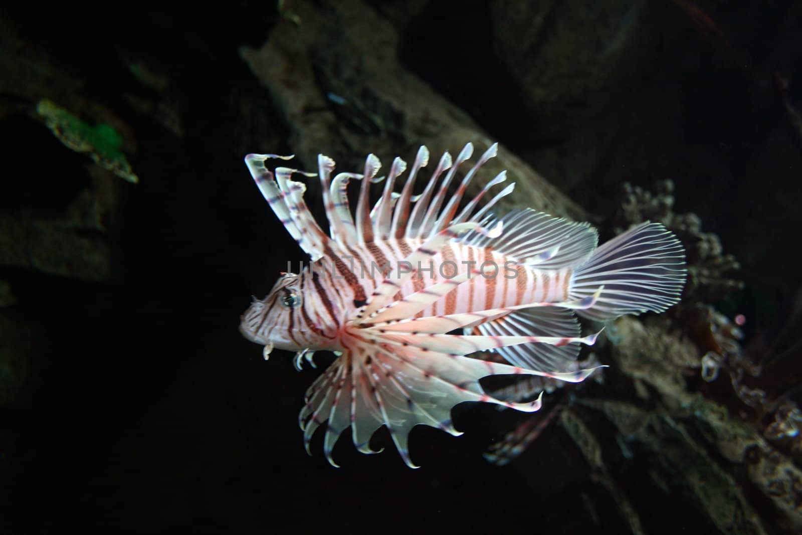 colorful tropical fish.
My other pictures of fish