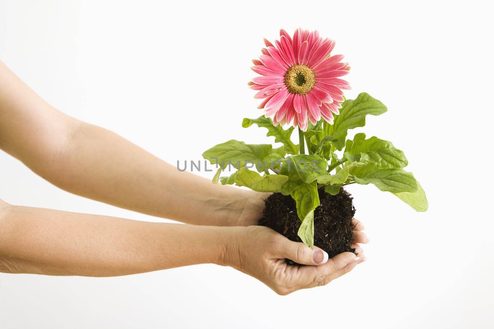 Woman's hand holding pink gerber daisy plant.