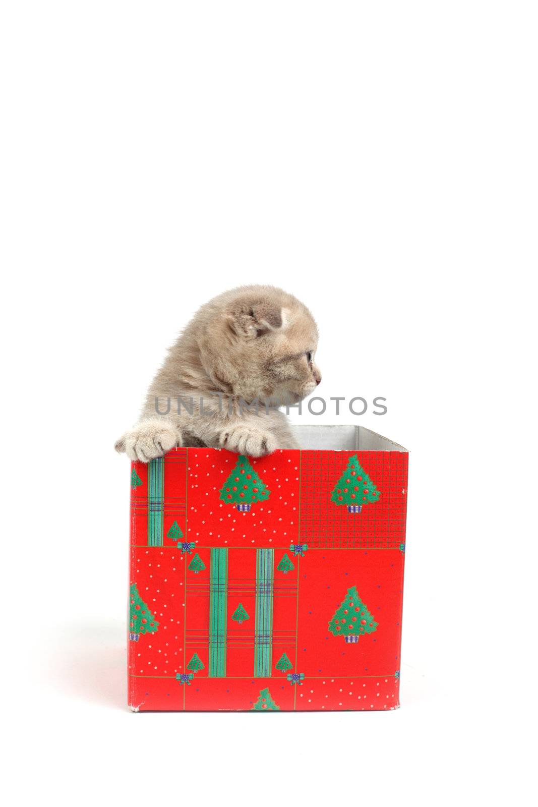 cat in gift box isolated on white background