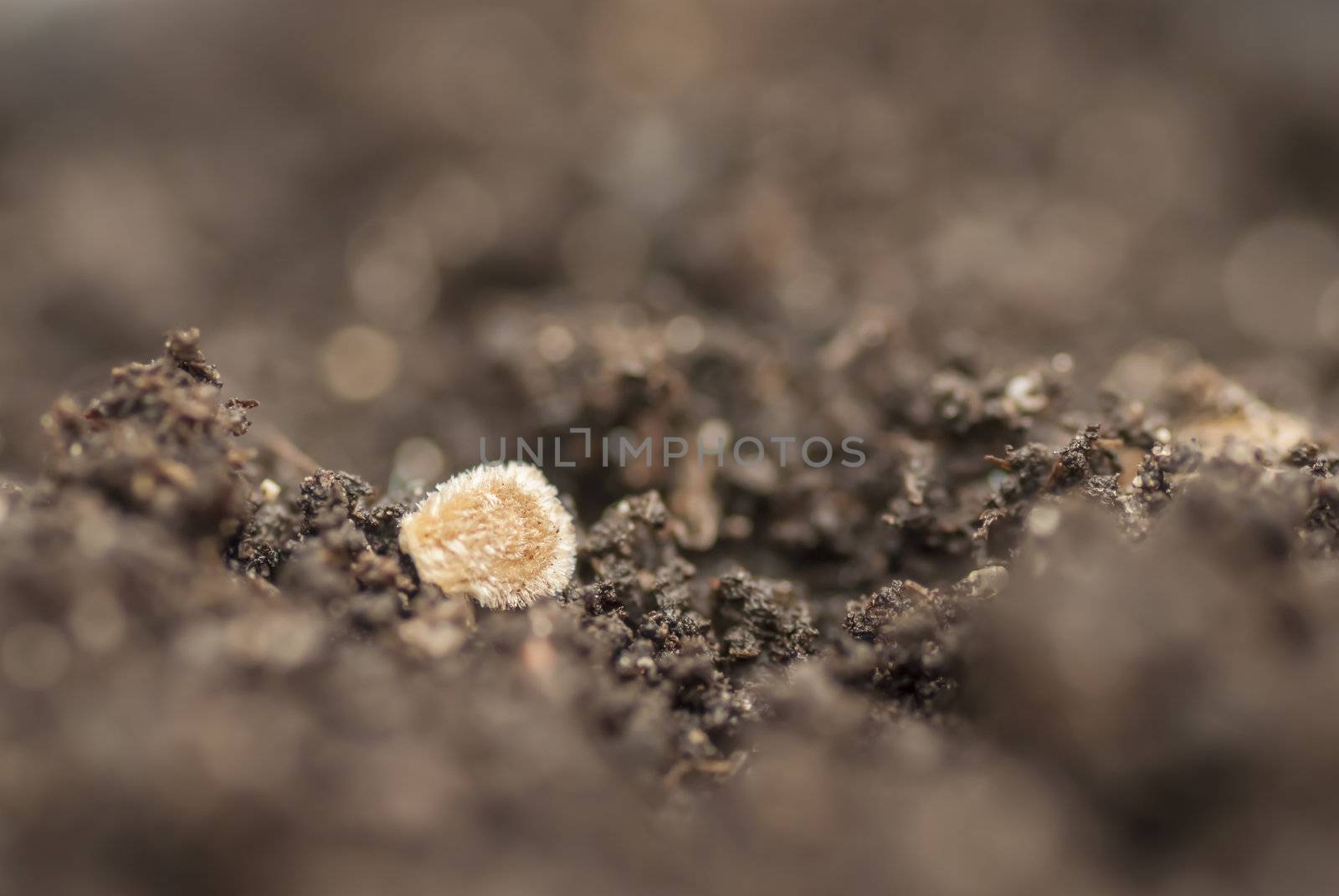 Macro detail of sowing a tomato seed in soil.