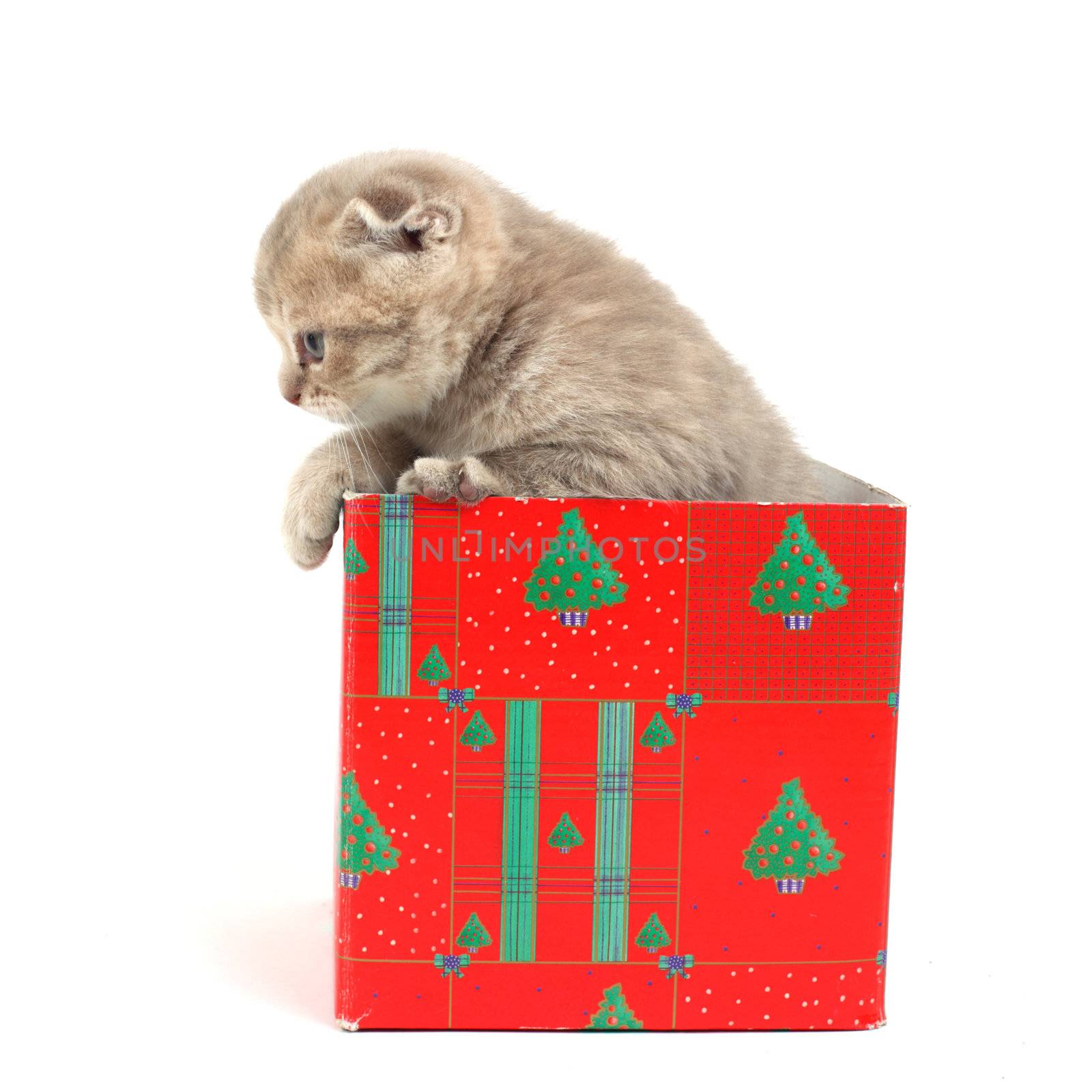 cat in gift box isolated on white background