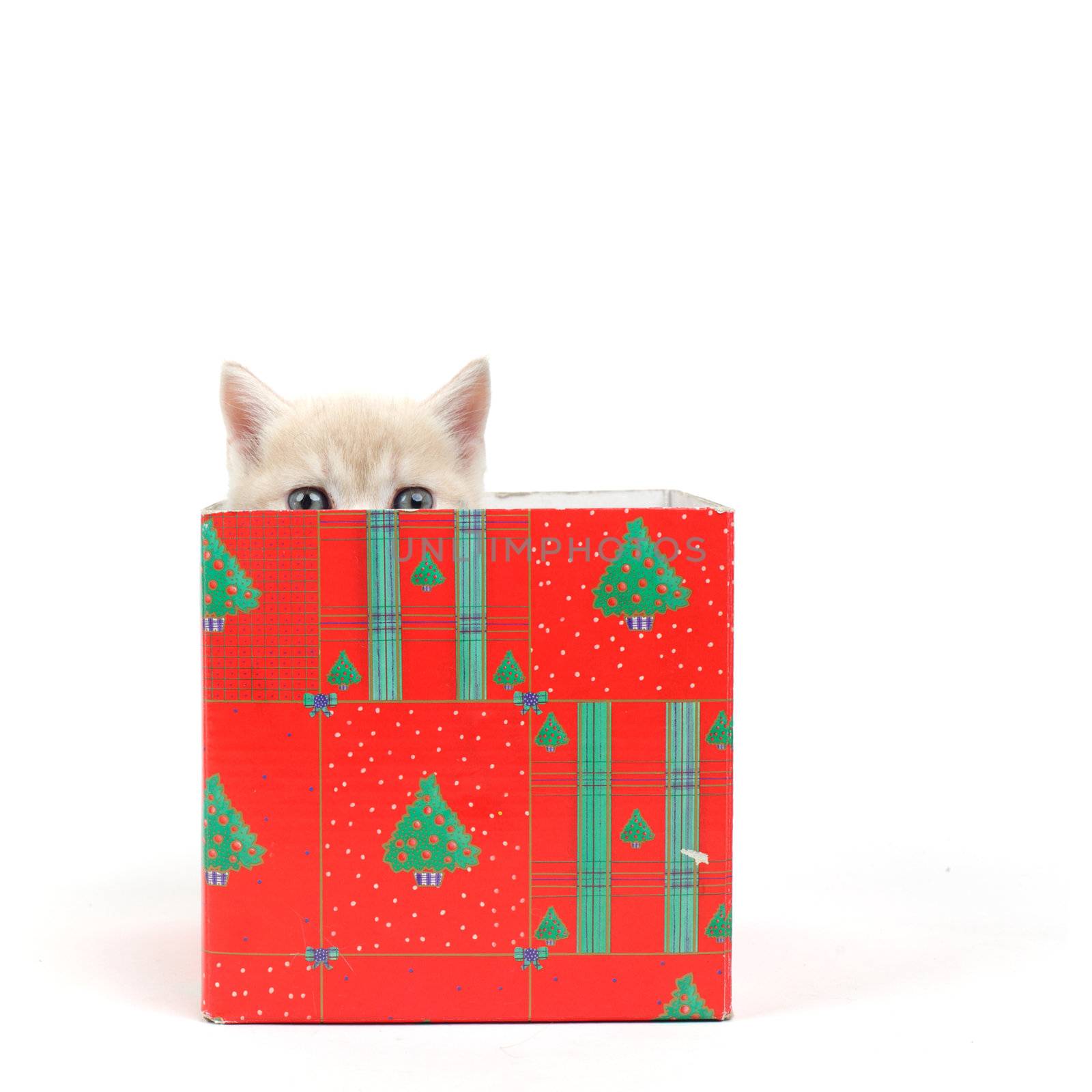 cat in gift box isolated on white background