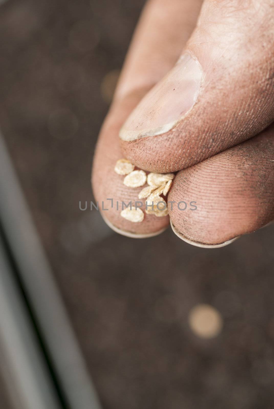 Sowing Tomato Seeds into Soil. by swellphotography