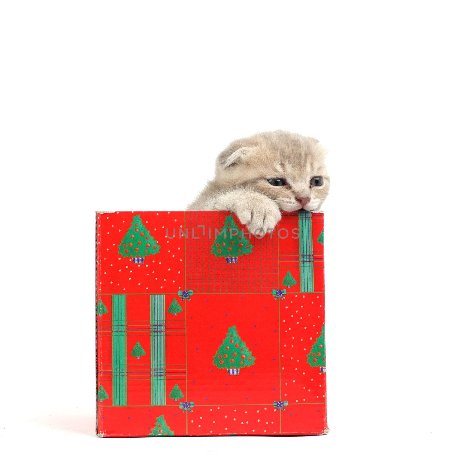 cat in gift box by Yellowj