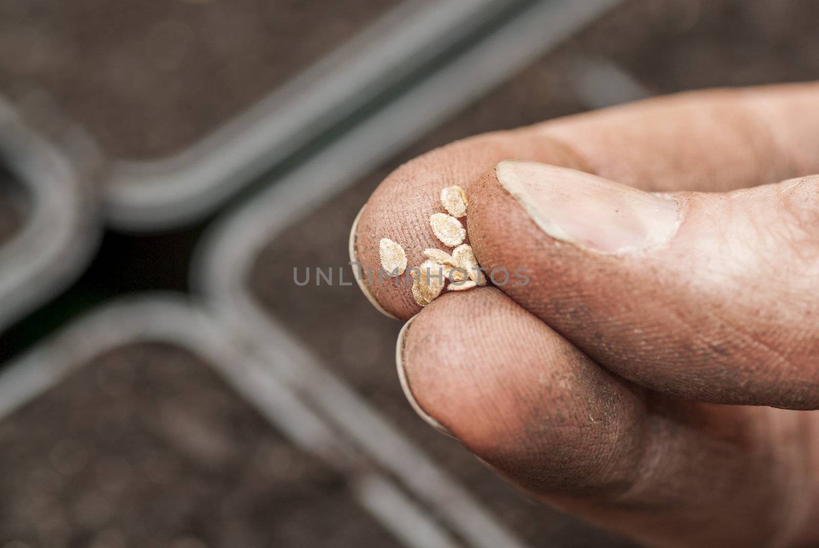 Sowing Tomato Seeds into Soil. by swellphotography