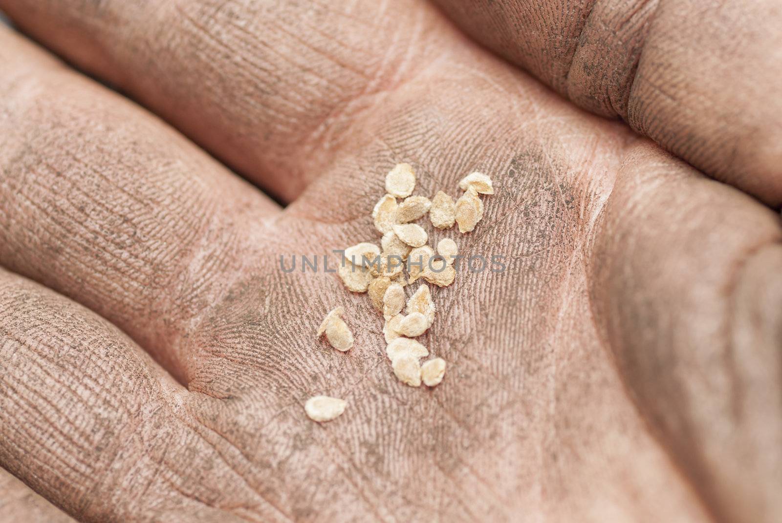 Hand holding tomato seeds ready to sow.