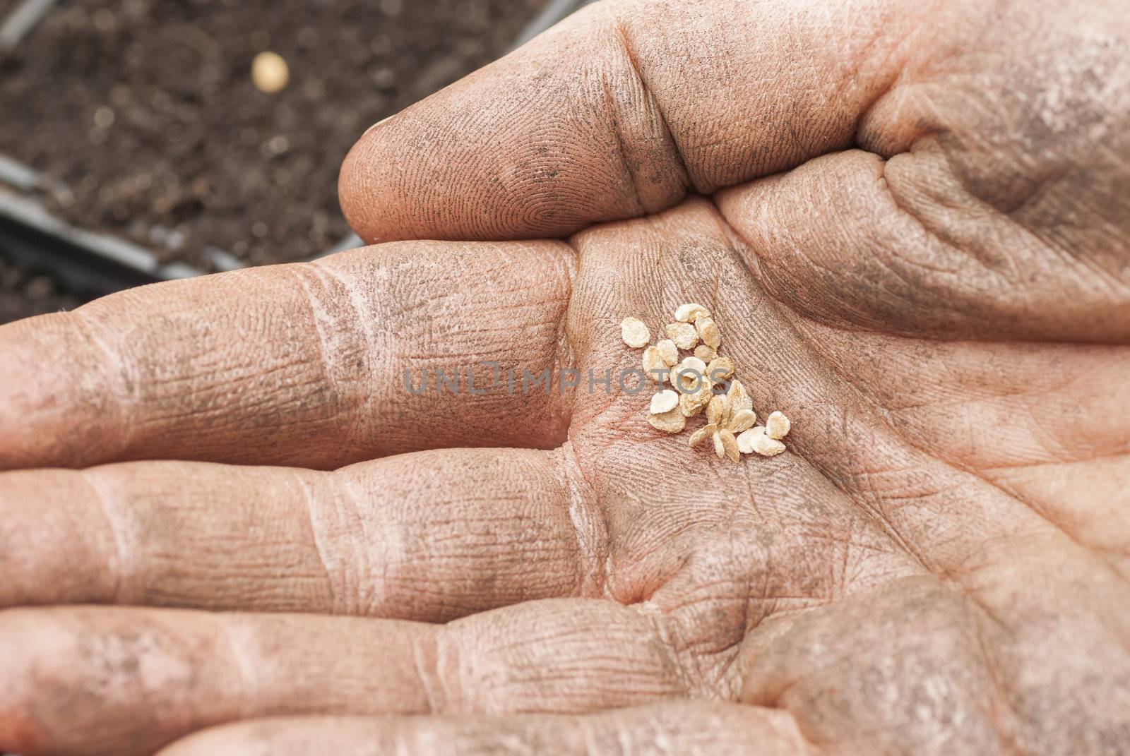 Sowing Tomato Seeds into Soil. by swellphotography