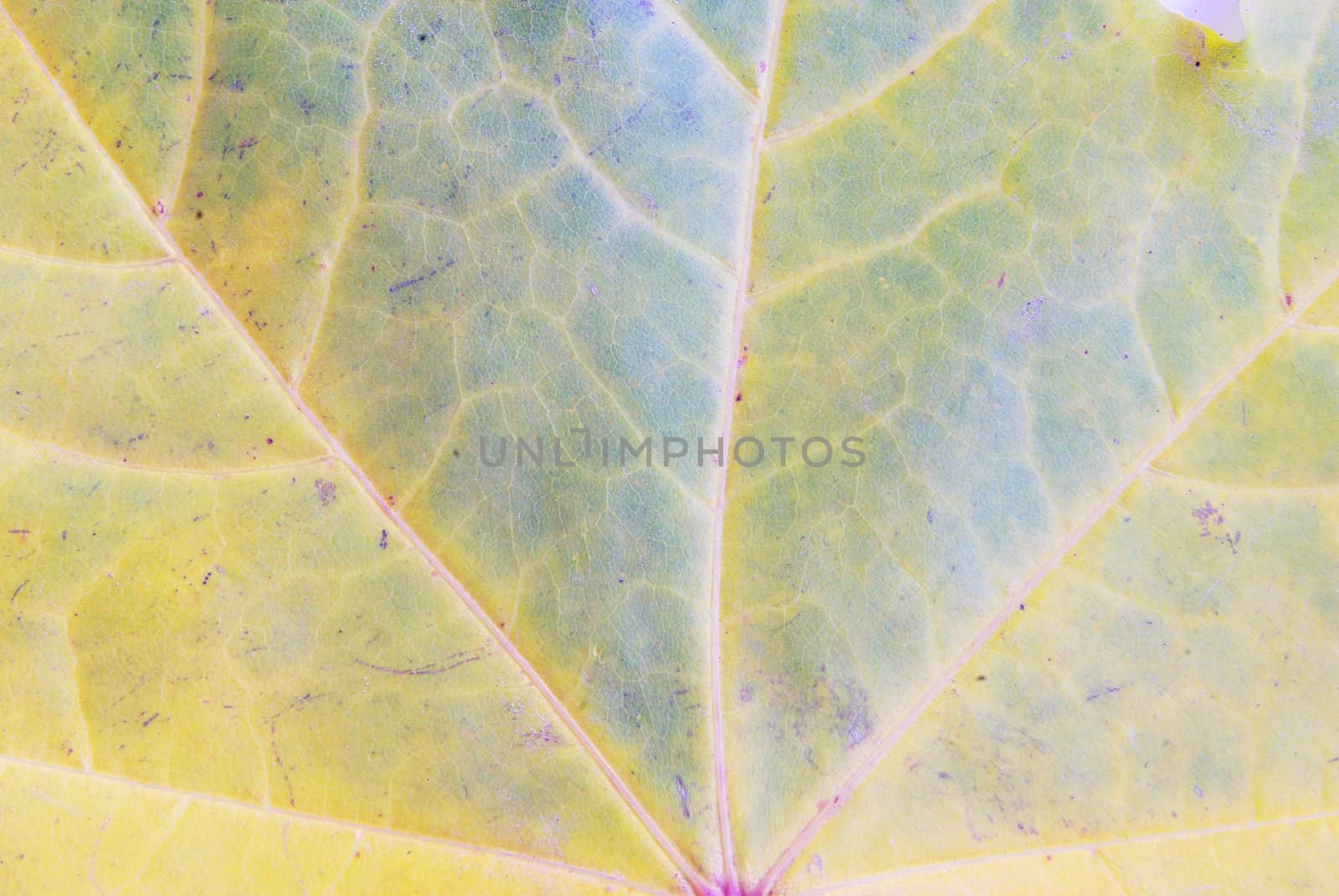 Texture of a maple leaf as background