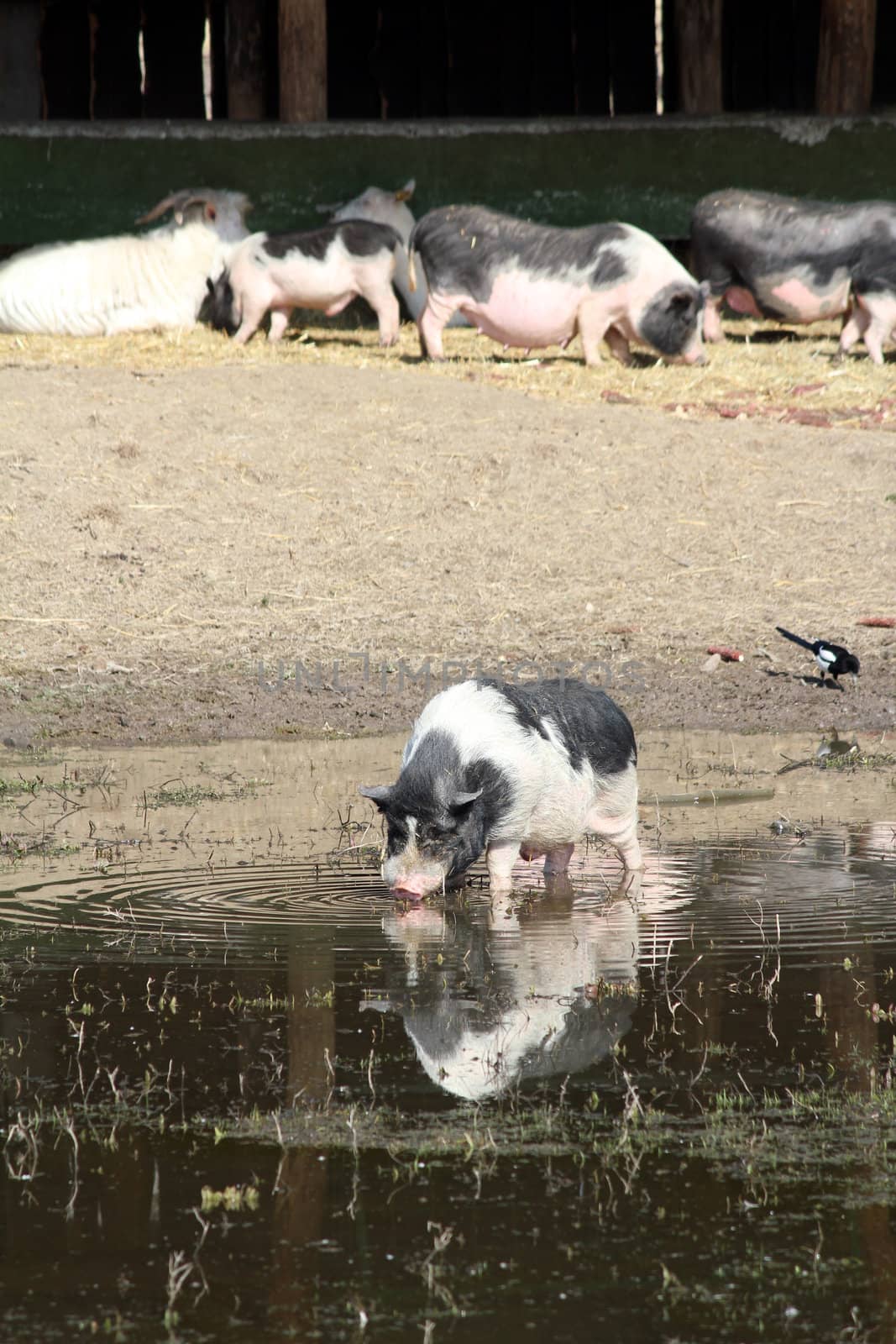 pig drink water farm scene by goce