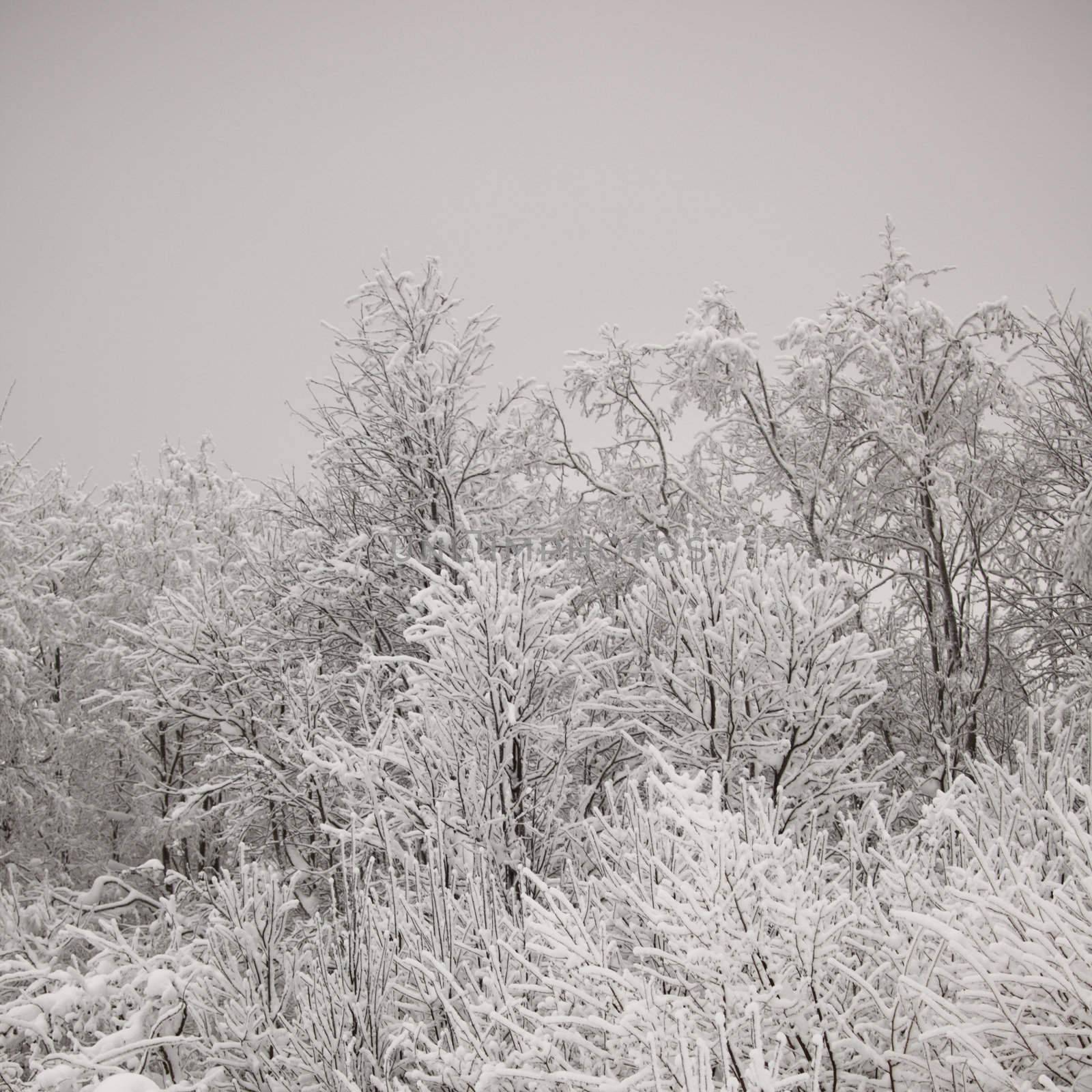 winter trees on snow white background